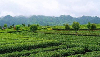 工行湄潭支行：浇一捧金融“活水” 助力春茶香飘世界