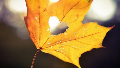 电大中专文凭招生简章（消息）