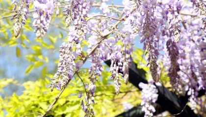 吉林电大中专招生简章（发布）