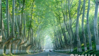 南京钟山风景区梧桐大道拟调整为仅限行人通行？相关部门回应